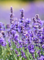 d’Alba White Truffle Purifying & Calming Serum 150ml - Image 5