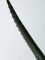 AROMATICA Soothing Aloe Vera Gel 180ml - EmpressKorea