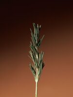 AROMATICA Vitalizing Rosemary Concentrated Essence 100ml - EmpressKorea