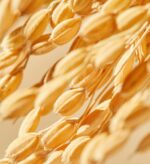 mixsoon Galactomyces Ferment Essence 100ml - EmpressKorea