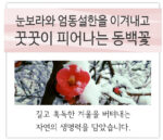 SKINEYE Natural Camellia Japonica Seed Oil 100 20ml - Image 8